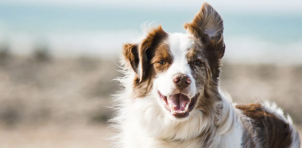 Border Collie: conheça tudo sobre a raça